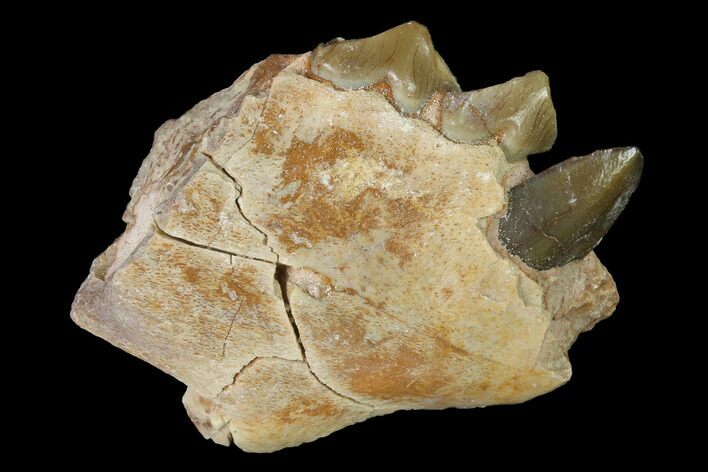 Oreodont (Merycoidodon) Jaw Section - South Dakota #140903